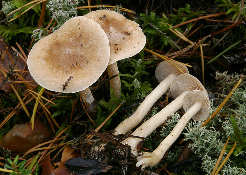 Hebeloma incarnatulum